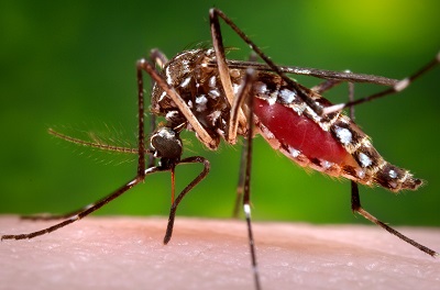 This 2006 photo provided by the Centers for Disease Control and Prevention shows a female Aedes aegypti mosquito in the process of acquiring a blood meal from a human host. On Friday, Jan. 15, 2016, U.S. health officials are telling pregnant women to avoid travel to Latin America and Caribbean countries with outbreaks of a tropical illness linked to birth defects. The Zika virus is spread through mosquito bites from Aedes aegypti and causes only a mild illness in most people. But theres been mounting evidence linking the virus to a surge of a rare birth defect in Brazil. (James Gathany/Centers for Disease Control and Prevention via AP)
